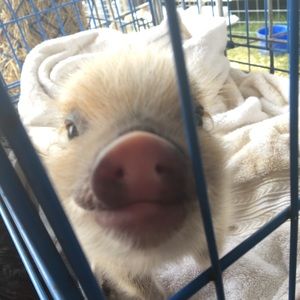 Meet your Posher, Eva